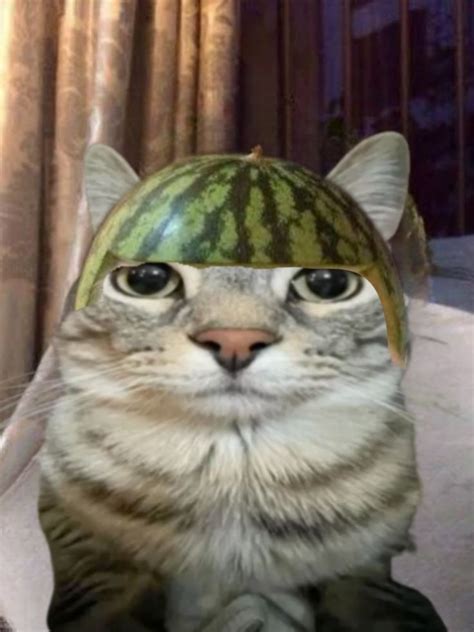 Watermelon cat in 2024 | Silly cats pictures, Watermelon cat, Cute cats