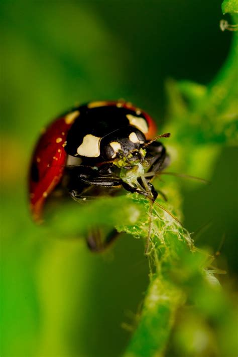 Photograph ladybug eating an aphid by Lucka Jenišová on 500px | Ladybug ...