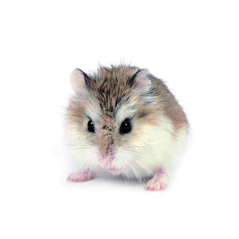 Fascinating Facts About Chinese Hamsters – Page 2 – Animal Encyclopedia