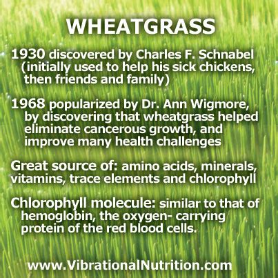 WheatGrass Benefits – Vibrational Greens