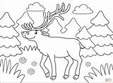 Elk coloring Page  Free Printable Coloring Pages sketch template