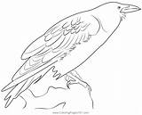 Flying Crow Coloring Page sketch template