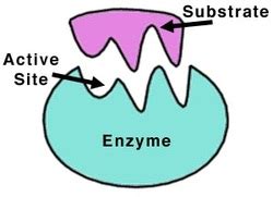 Enzymes without which there is no I... - BIOChemReview