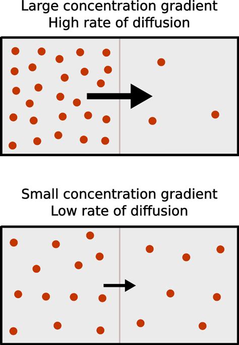 Concentration Gradient And Diffusion