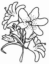 Coloring Pages Easter Lilies  10 Free PDF Printables Printablee sketch template