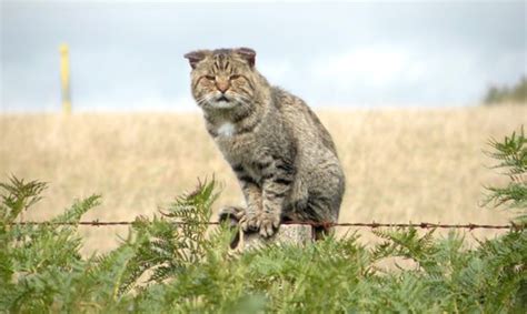 Why Australia Plans to Kill Millions of Feral Cats – Meowingtons