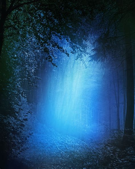 Night Forest Free Stock Photo - Public Domain Pictures