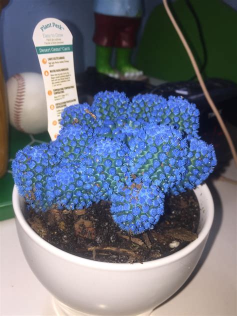 Look at my blue cactus : r/mildlyinteresting