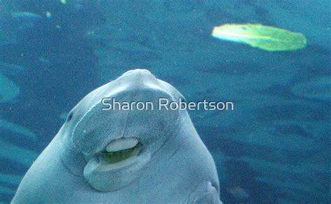 "Dugong Eating" by Sharon Robertson | Redbubble