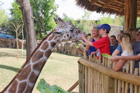 Feed Giraffes at Fort Worth Zoo - Life. Family. Joy