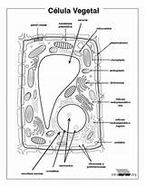 Celula Vegetal Sketch Coloring Page sketch template