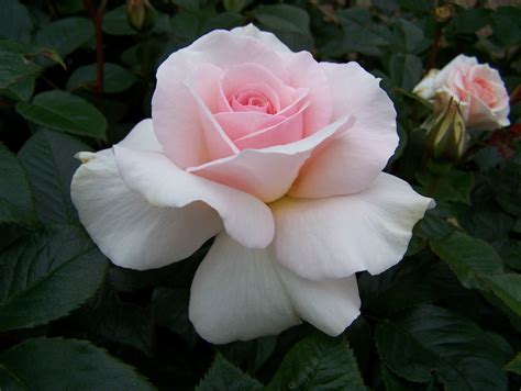 Rosa A Whiter Shade of Pale | Flowers & Gardens | Pinterest | Flowers, Rose and Gardens