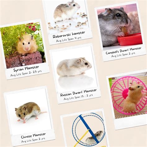 Hamster Lifespan: Everything You Need to Know