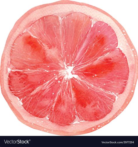 Grapefruit Royalty Free Vector Image - VectorStock