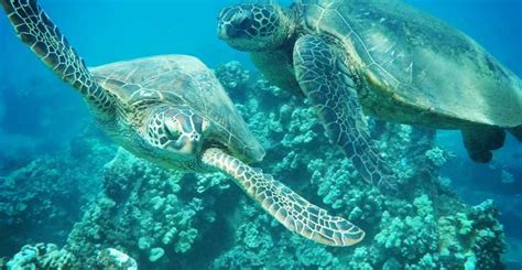 From Kaanapali: Afternoon West Maui Snorkeling & Sea Turtles | GetYourGuide