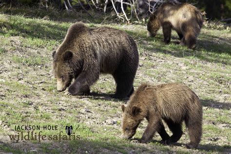 Grizzlies grazing in Grand Teton National Park in Jackson Hole Wyoming. | Jackson Hole Wildlife ...