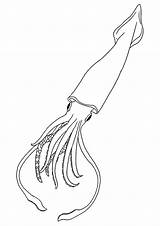 Squid Coloring Pages & Books  100% FREE And Printable sketch template