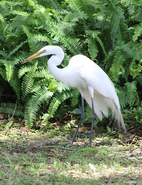 Egret Bird Nature - Free photo on Pixabay - Pixabay