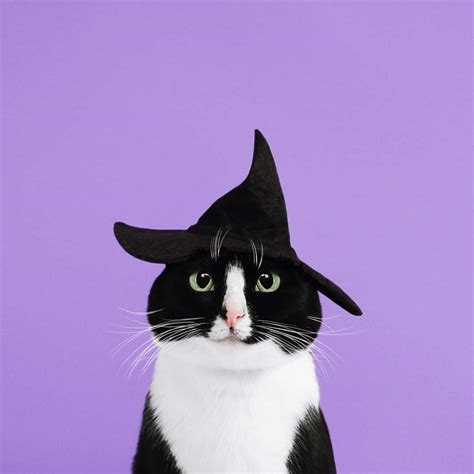 Download Aesthetic Cute Halloween Witch Cat Wallpaper | Wallpapers.com