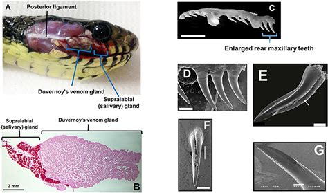 Frontiers | Venoms of Rear-Fanged Snakes: New Proteins and Novel Activities