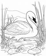Premium Vector  Swan coloring Page line Art sketch template