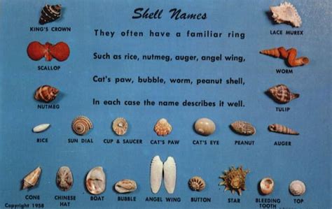 Shell Names Other Animals