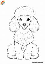 15  Coloring Pages Of Poodles FREE PRINTABLES sketch template