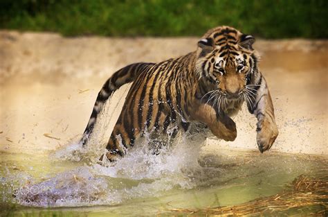 Photograph Pouncing Tiger by Andrew Walker on 500px