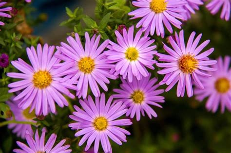 Aster Flower Meaning, Symbolism, Popular Types, and Uses - Petal Republic