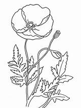 Poppies Coloring Pages Printable Free And Easy Options For Kids sketch template