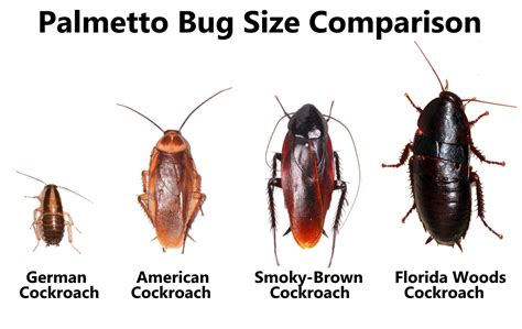 Palmetto Bug Size Comparison