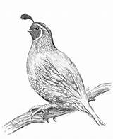 Awesome Drawing Of Quail Coloring Page  Color Luna Cool drawings sketch template