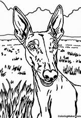 Greyhound Coloring Pages 4 Free Printables  ColoringMaker sketch template