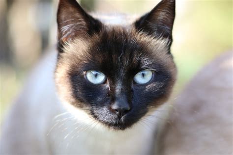 Free Images : pet, black cat, fauna, close up, whiskers, snout, vertebrate, cat eyes, cat head ...