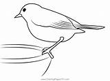 Robin Bird Coloring Page For Kids  Free Thrushes Printable sketch template