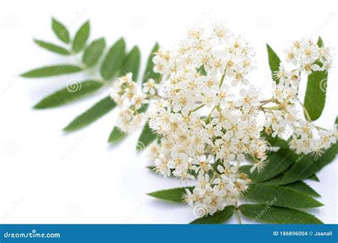 Rowan Flower Isolated on a White Background Stock Photo - Image of herbal, immunity: 186896004