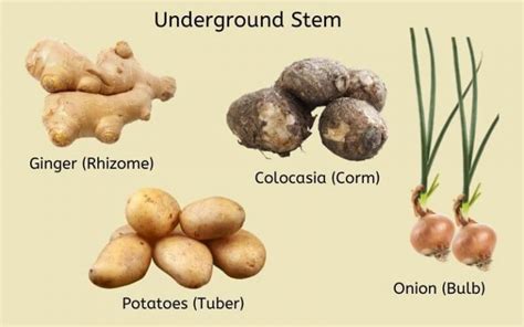 Explained! Plant Stem: Parts of a Stem, Types & Functions of Stem