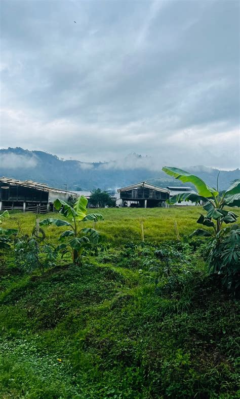 Exploring the Coffee Farms of Colombia: Field Notes from September 202 – MillCrossCoffee