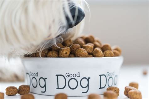 How to Boost Your Dog’s Nutrition (6 Important Sources)