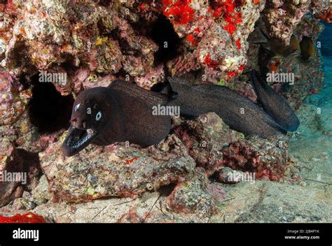 Attacking black moray eel (Muraena augusti) tears at maula showing teeth, Prince August moray ...