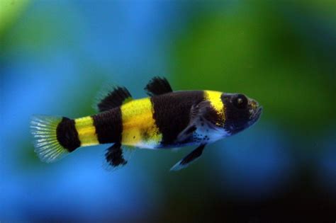 Bumblebee Goby: The Definitive Guide (2020) – Micro Aquatic Shop