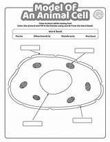 Model Of An Animal Cell Coloring Pages – ParentingBestcom sketch template