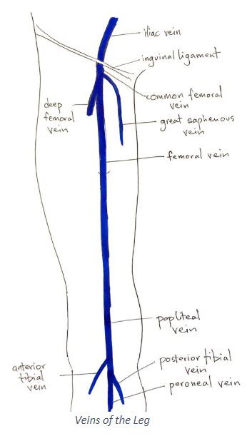 Peroneal Vein