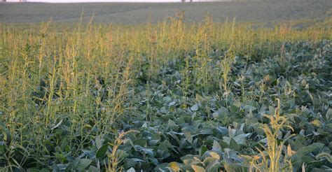 Using cover crops can boost weed control efforts