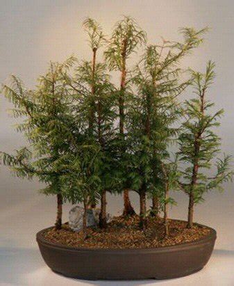 Dawn Redwood 9 Tree Forest Group (metasequoia glyptostrobides)