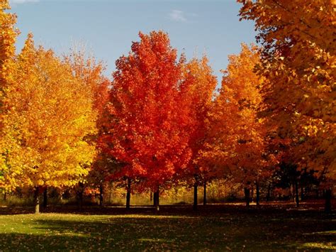 Michigan sugar maples to struggle in climate change despite ‘help’ from ...