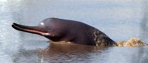 Indus River Dolphin | Learnodo Newtonic