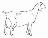 Goat Coloring sketch template