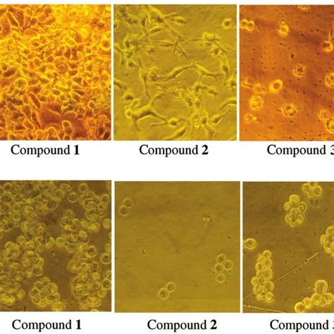 Cellular morphological change after treatment with the four compounds ...