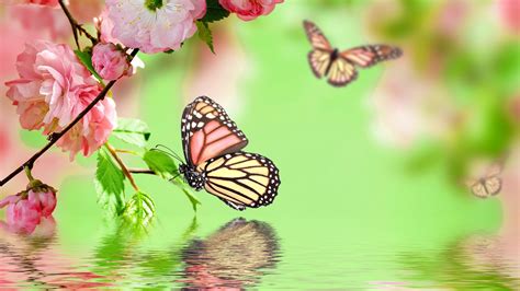 Cute Butterfly Wallpapers ·① WallpaperTag